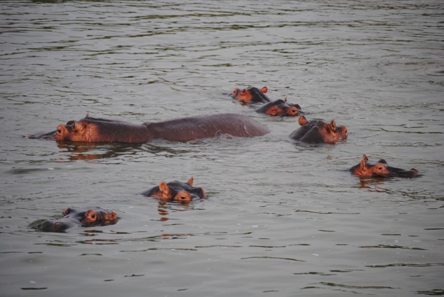 Hippos, Queen Elizabeth National Park, Uganda