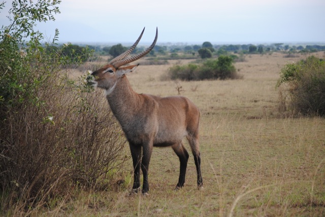 Waterbuck, Queen Elizabeth National Park, Uganda