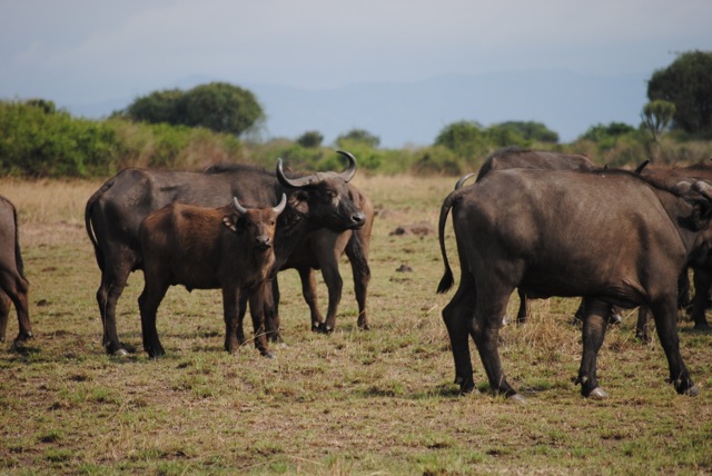 Buffaloes, Queen Elizabeth National Park, Uganda