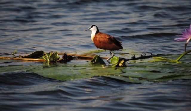 An Island and a Swamp: Relaxing in the Ssese Islands and Boating around Mabamba Swamp Wetlands