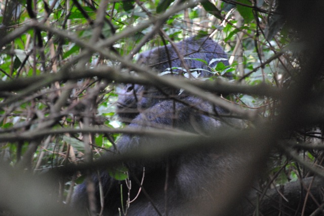 Gorilla, Bwindi Impenetrable National Park, Uganda