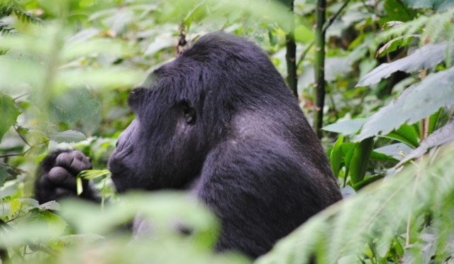 Tracking the Gorillas in Bwindi Impenetrable National Park