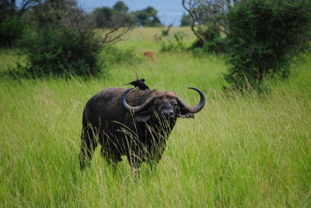 Buffalo with birds, Murchison Falls National Park, Uganda