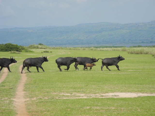 Buffaloes running, Murchison Falls National Park, Uganda