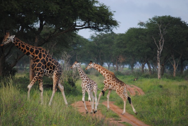 Murchison Falls National Park, Uganda