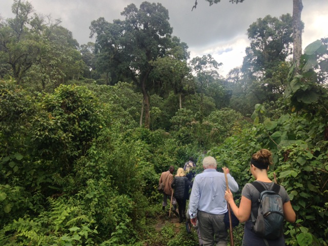 Bwindi Impenetrable National Park, Uganda