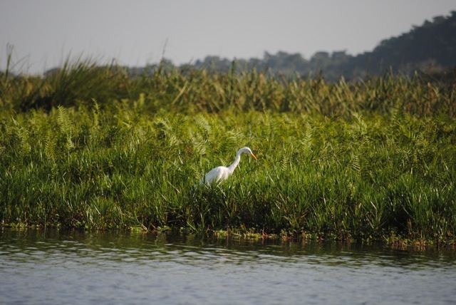 Heron, Mabamba Swamp Wetlands, Uganda