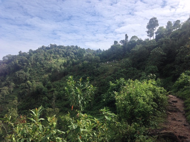 Bwindi Impenetrable National Park, Uganda