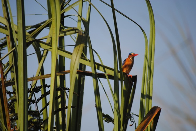 Malachite Kingfisher, Mabamba Swamp Wetlands, Uganda