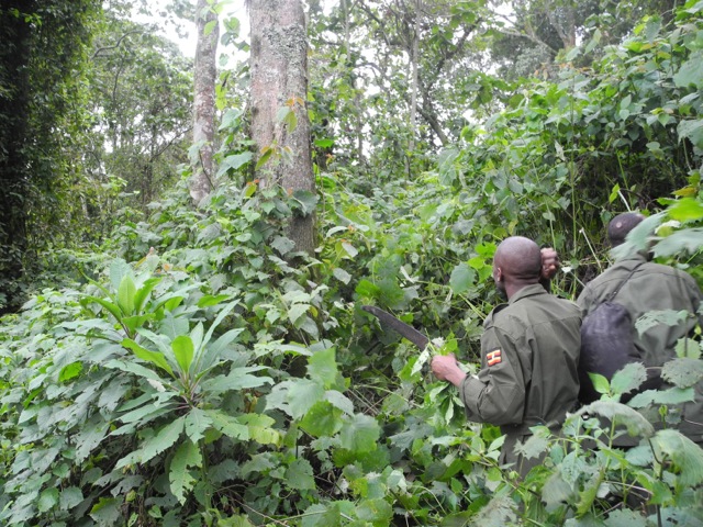 Bwindi Impenetrable National Park, Uganda