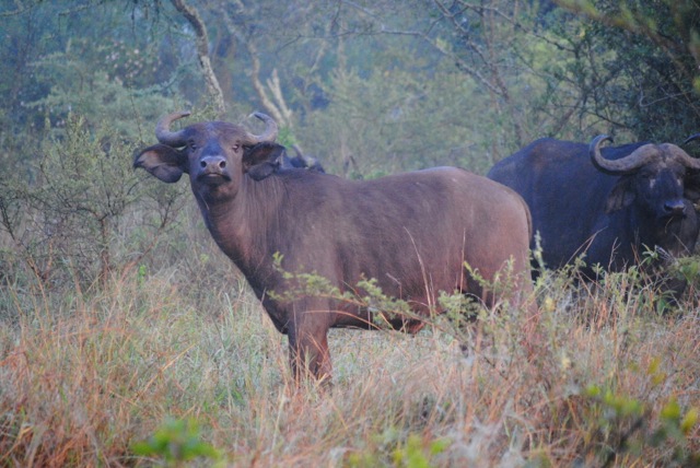 Buffalo, Lake Mburo National Park, Uganda