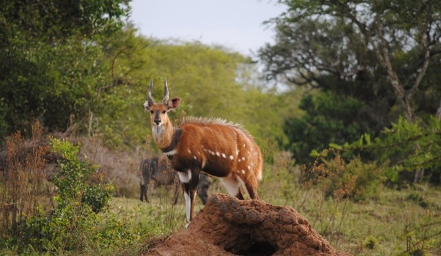 Camping at Lake Mburo National Park (Or, Our Final African Game Drives)