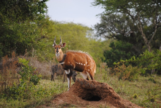 Bushbuck, Lake Mburo National Park, Uganda