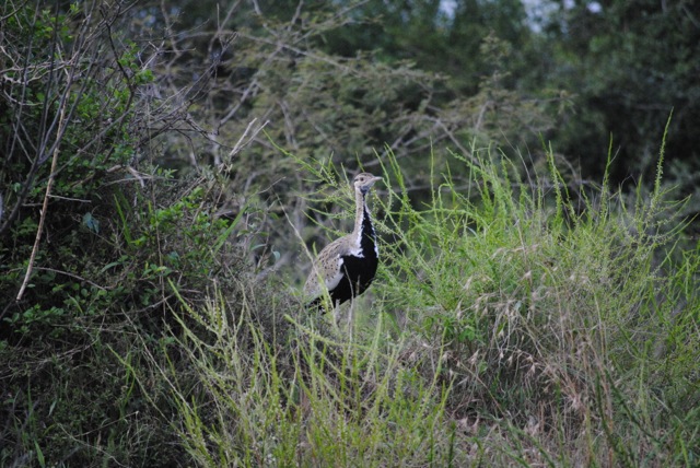 Black-Bellied Bustard, Lake Mburo National Park, Uganda