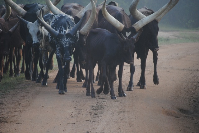 Ankole Long-Horned Cattle, Uganda