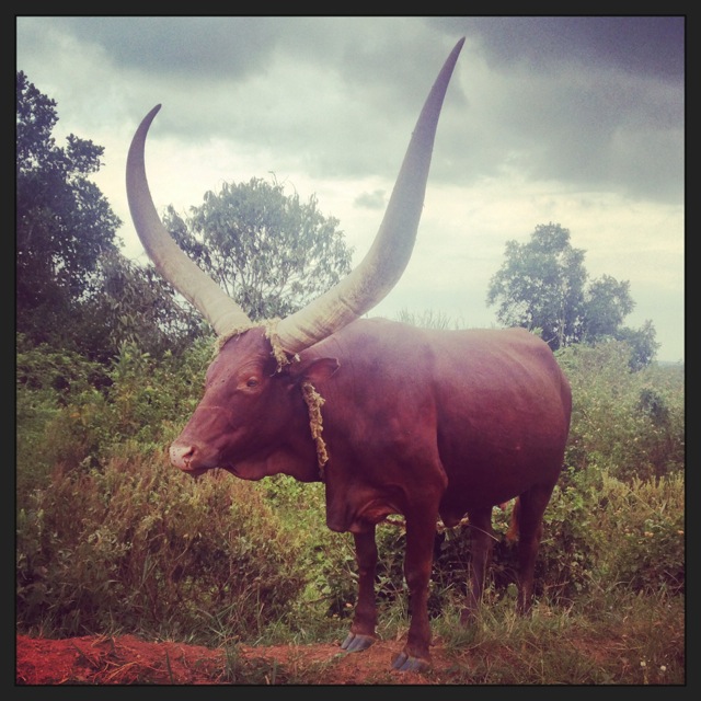 Ankole Long-Horned Cattle, Uganda