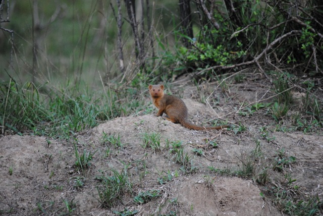 Dwarf Mongoose, Lake Mburo National Park, Uganda