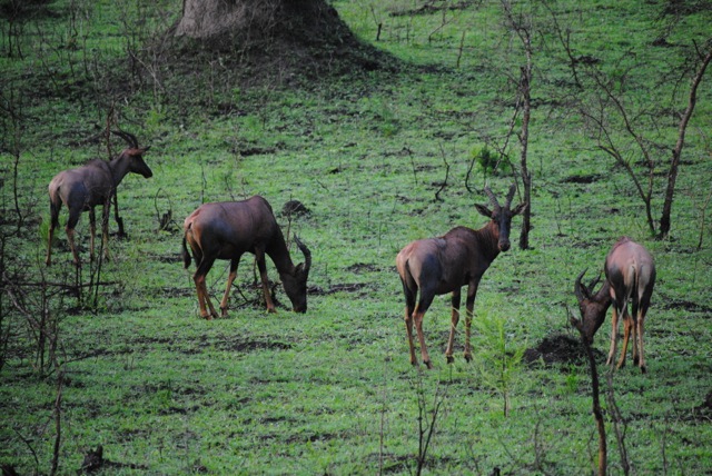 Topis, Lake Mburo National Park, Uganda