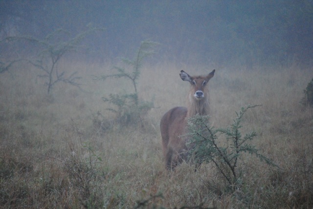 Waterbuck, Lake Mburo National Park, Uganda