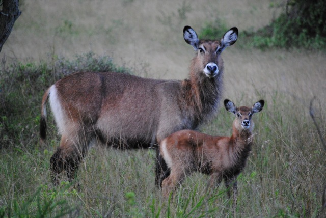 Waterbucks, Lake Mburo National Park, Uganda