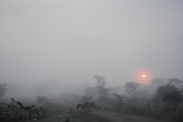 Zebras, Lake Mburo National Park, Uganda