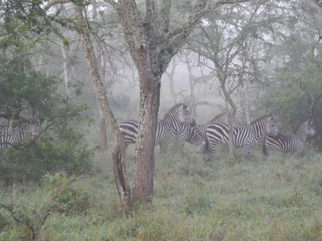 Zebras, Lake Mburo National Park, Uganda