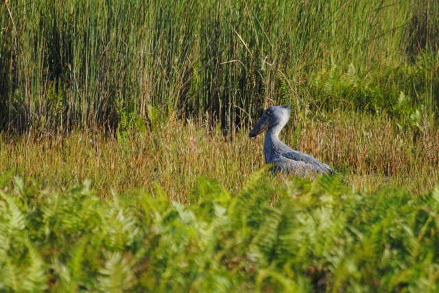 Shoebill, Mabamba Swamp Wetlands, Uganda