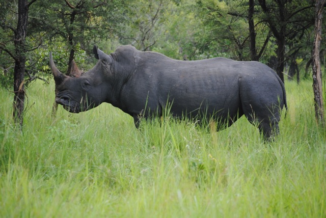 Ziwa Rhino Sanctuary, Uganda