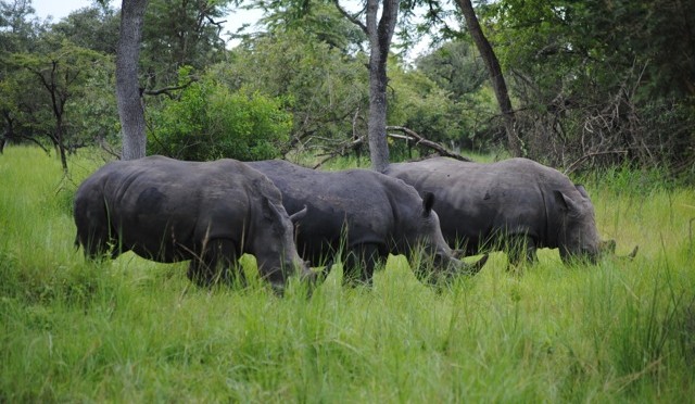 Trekking Rhinos at Ziwa Rhino Sanctuary