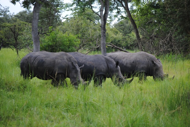 Ziwa Rhino Sanctuary, Uganda