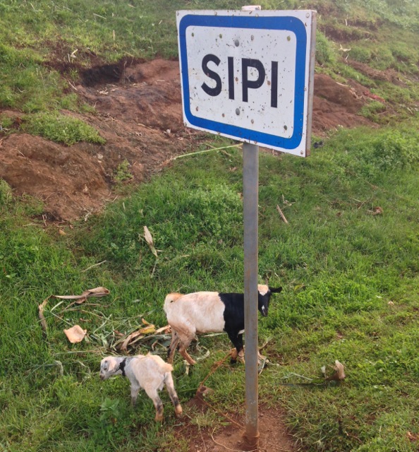sipi-livestock