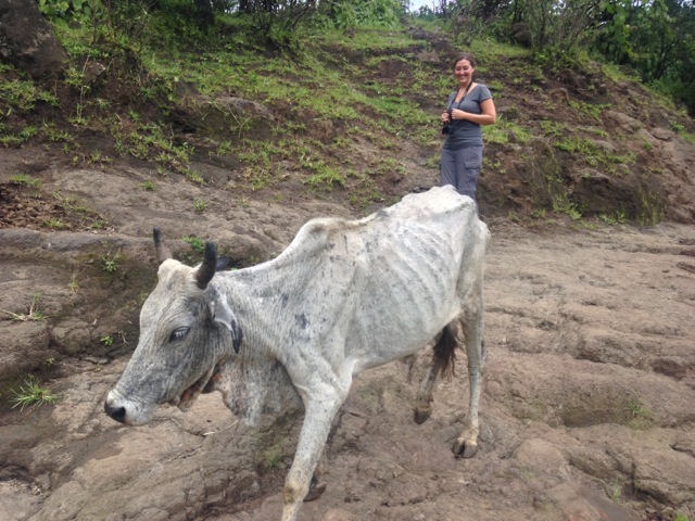 Cow, Tis Abay, Ethiopia