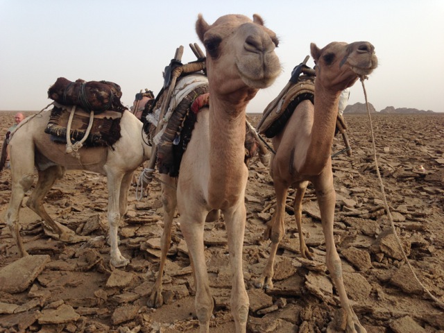 Camels, Danakil Depression, Ethiopia | www.nonbillablehours.com