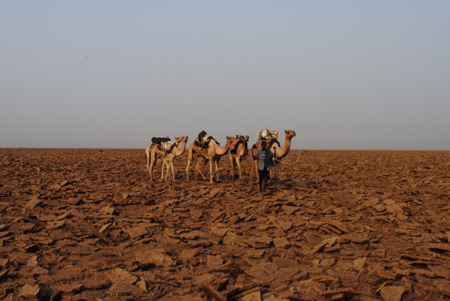 Camel Train, Danakil Depression, Ethiopia | www.nonbillablehours.com