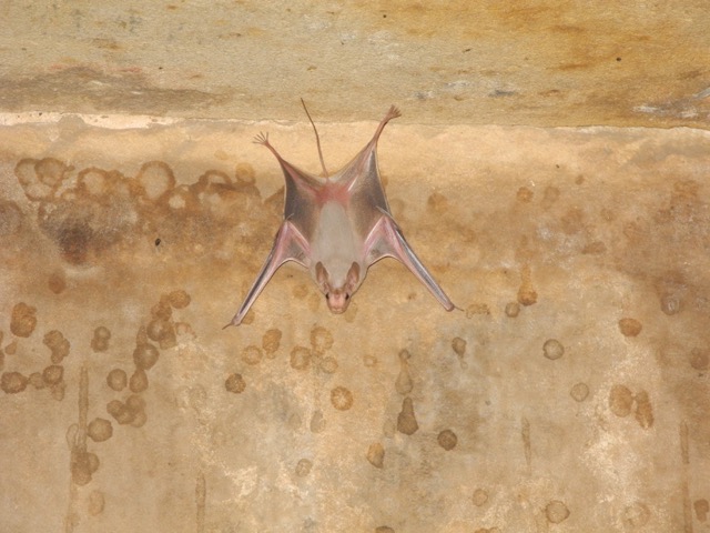 Bat in Temple of Edfu, Egypt | www.nonbillablehours.com